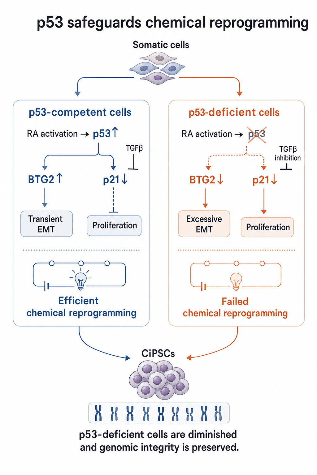 AI-generated p53 pathway figure