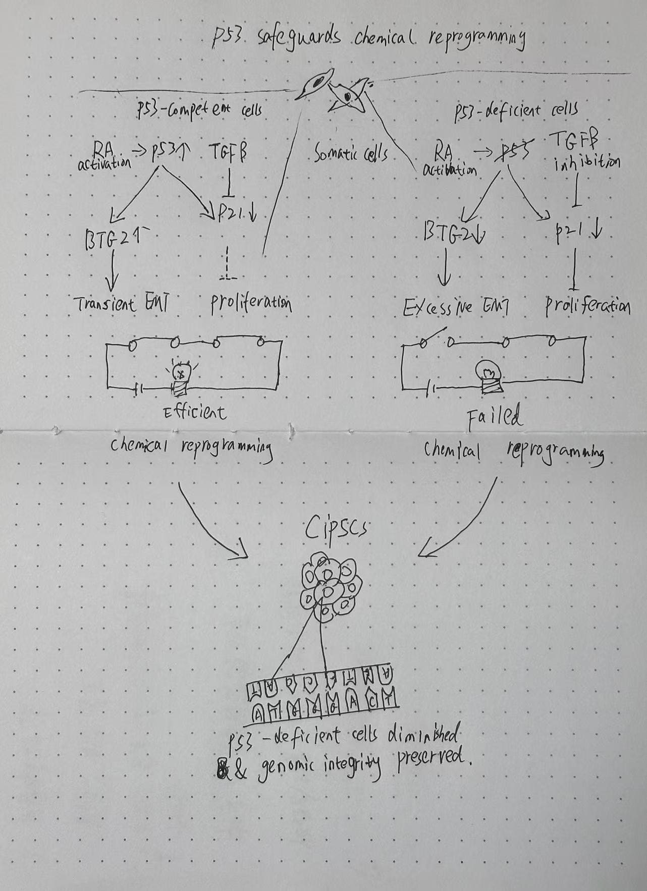 Hand-drawn sketch of p53 pathway