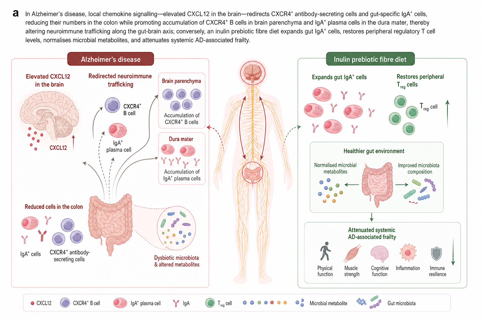 MedGraph AI workflow illustration